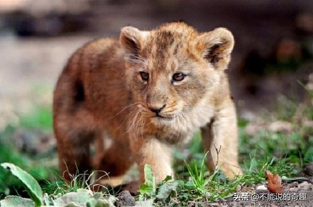 小狮「天生缺陷」孤单没朋友 爱爸「带来小夥伴」:有我们陪你❤ - 